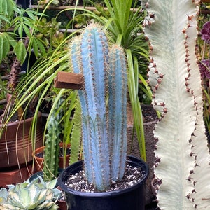 Vivid Blue Torch Cactus | Rare live plant ready to play DIY, Garden, Houseplant, Cactus Collection, Landscape