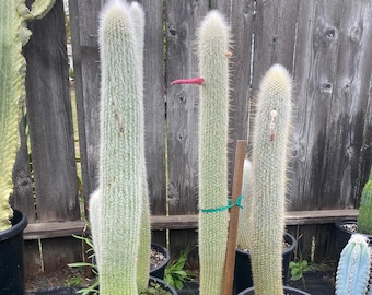 Silver Torch Cactus (Cleistocactus strausii): Hairy Fuzzy Live Plant