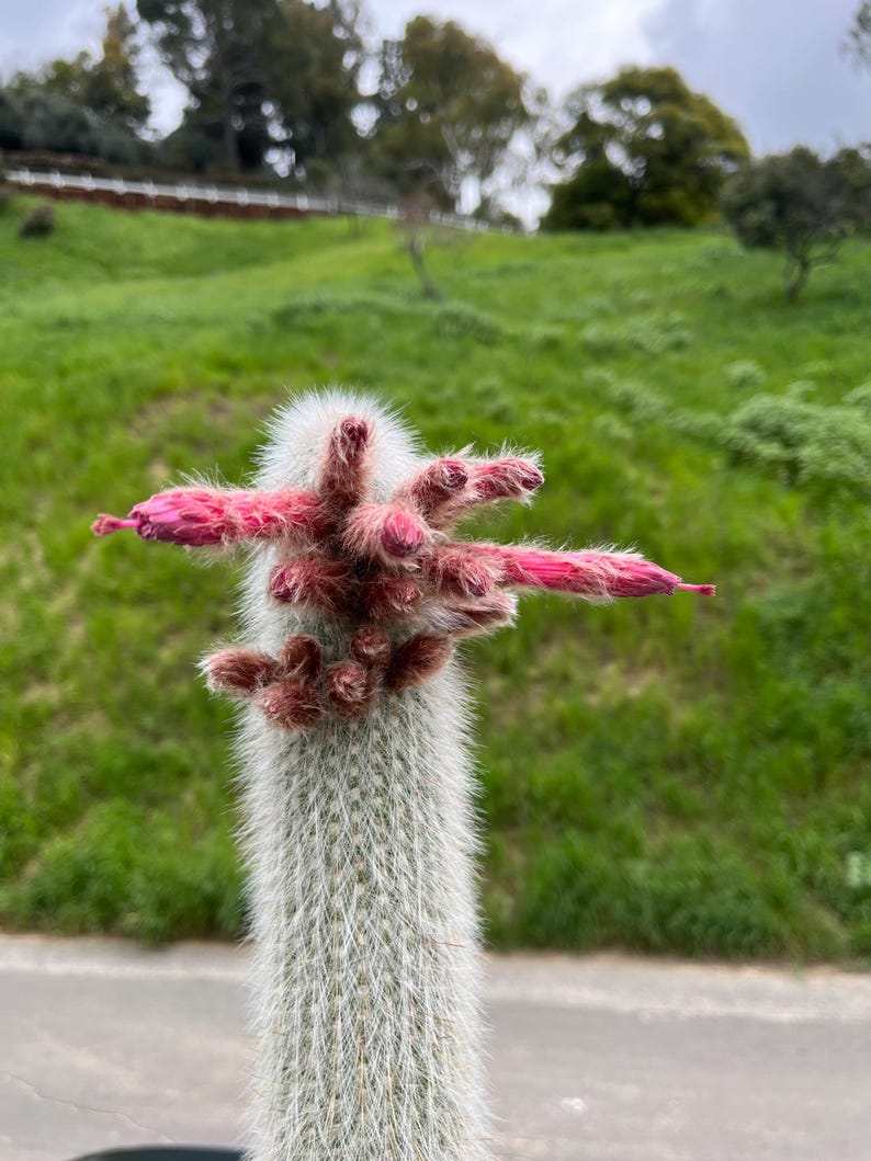 CactologyCactusCo Torch Cactus - Thumbnail 2