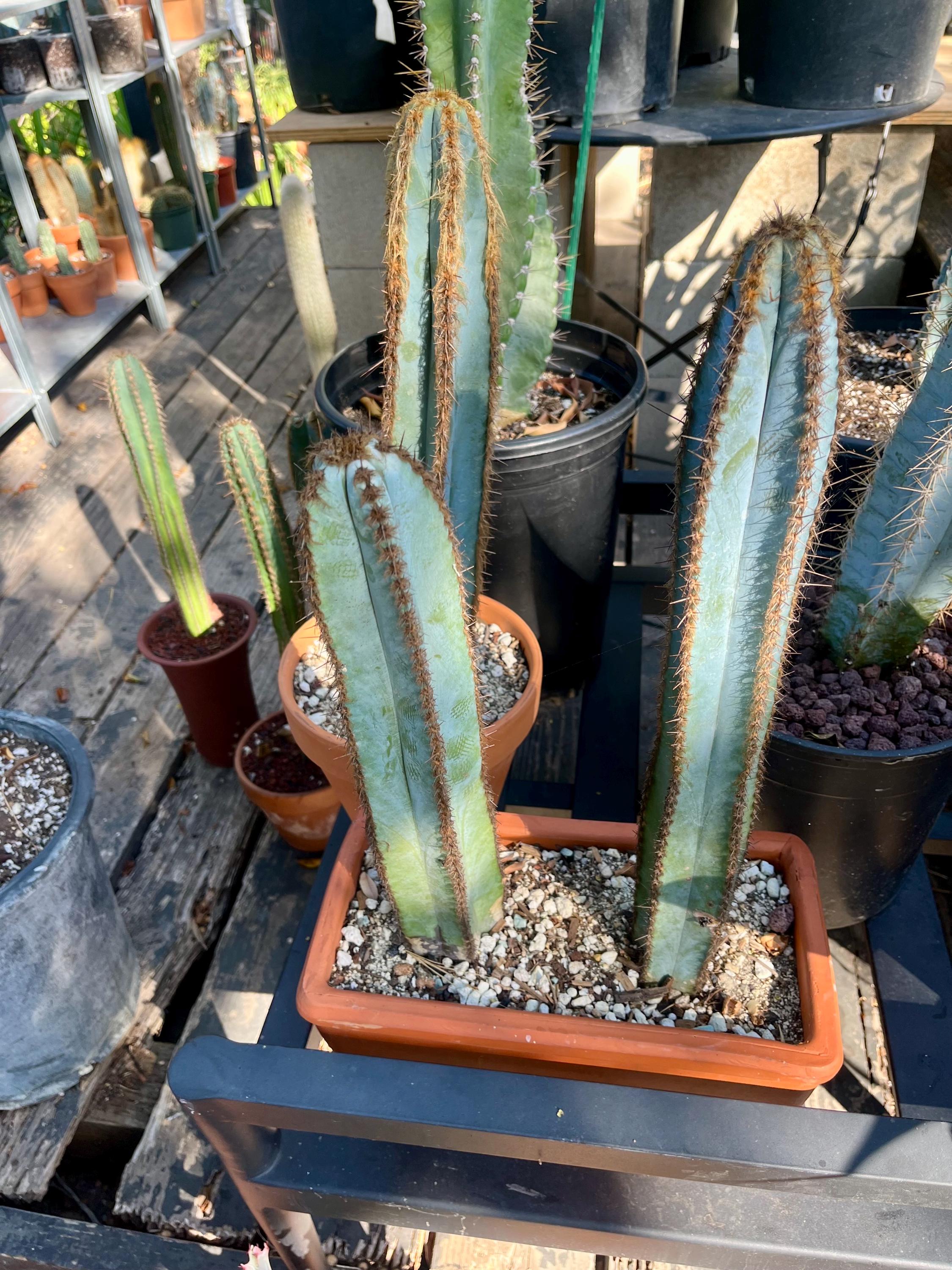 CactologyCactusCo - Etsy
