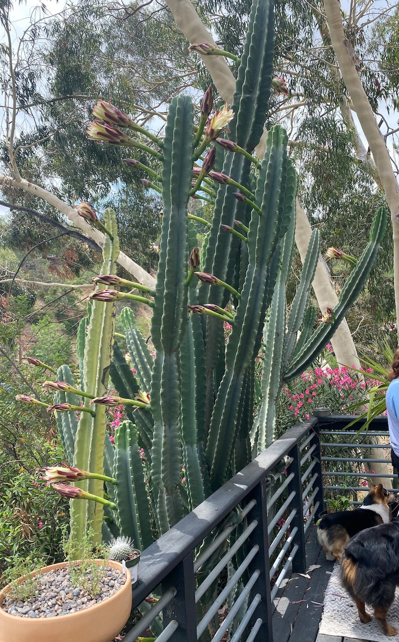 CactologyCactusCo Cereus peruvianus Cactus