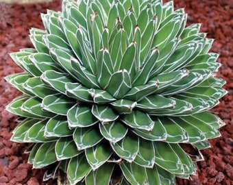 Queen Victoria Agave - Gallon Size unique beautiful succulent