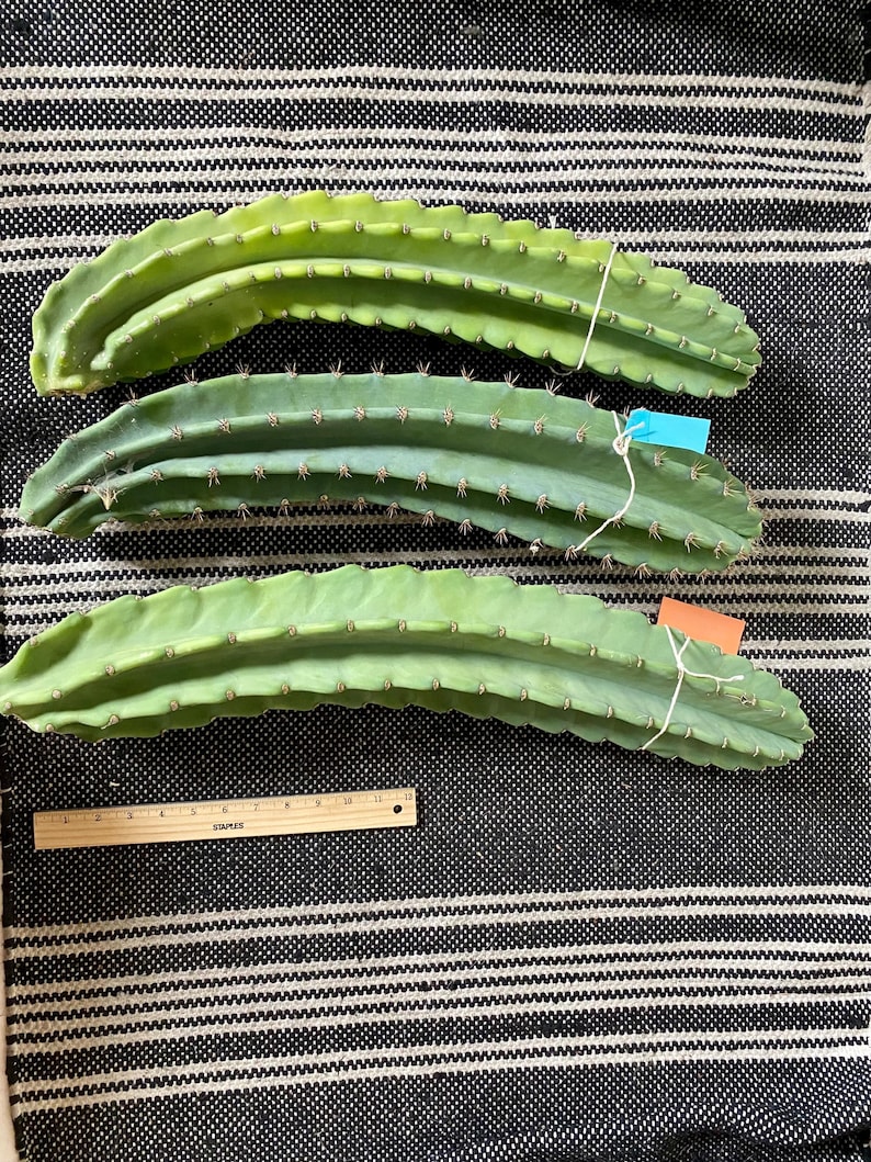 CactologyCactusCo Cereus peruvianus Cactus - Thumbnail 4