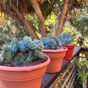 Crested Blue Candle Cactus | Myrtillocactus Geometrizans Cristata Incredible rare cactus succulent, gardening, DIY