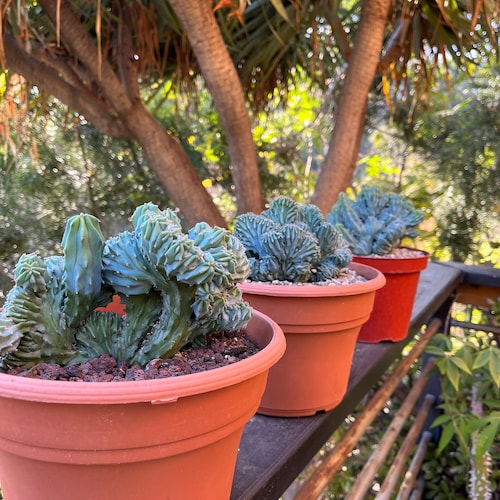 Cactus bougie bleu à crête | Myrtillocactus Geometrizans Cristata Incroyable rare cactus succulent, jardinage, bricolage