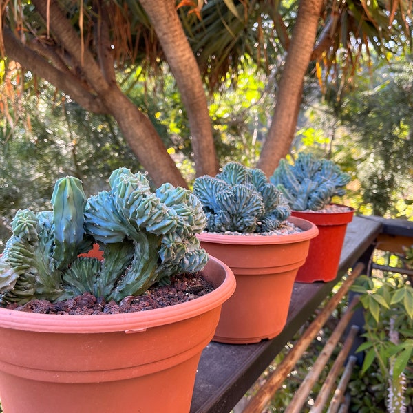 Crested Blue Candle Cactus | Myrtillocactus Geometrizans Cristata Incredible rare cactus succulent, gardening, DIY