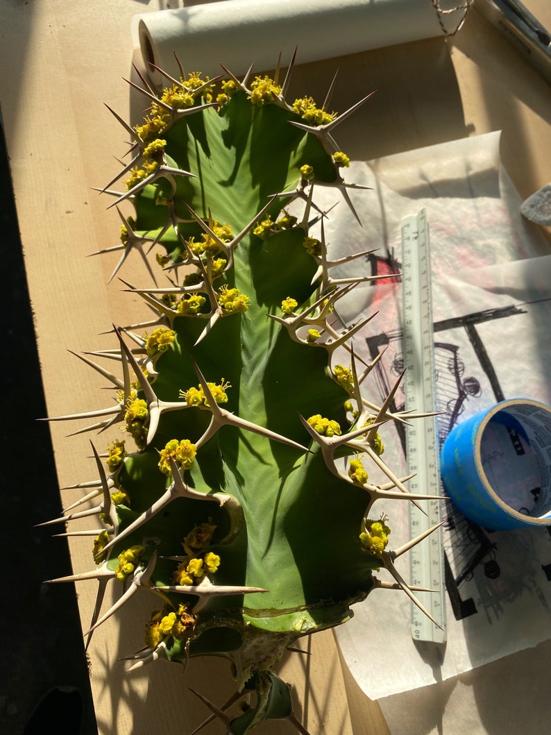 Cow’s Horn Cactus Euphorbia Grandicornis Rare Cutting - Etsy