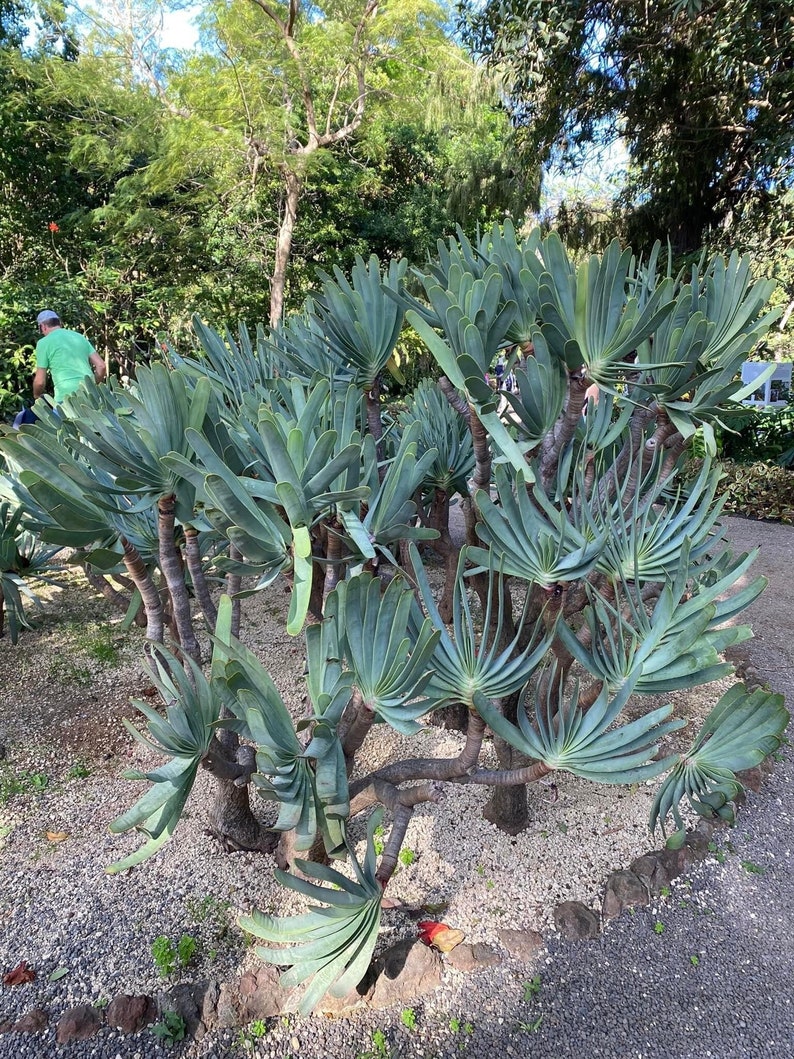 CactologyCactusCo Fan Aloe - Thumbnail 5