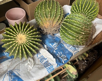 Spineless Golden Barrel Cactus | Echinocactus gruisii var. subinermis | Architectural Plant