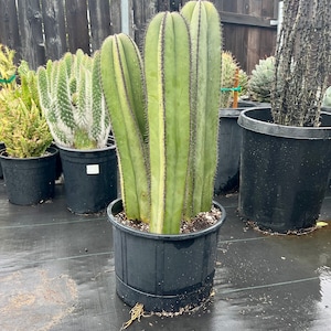 Mexican Fence Post Cactus: Architectural Cactus for All