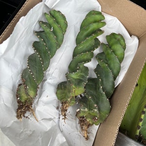 Robust Cereus forbesii 'Spiralis' | Rare Spiral Cactus