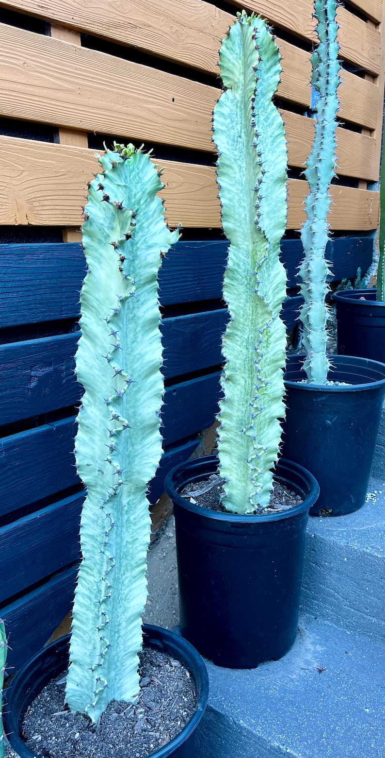 CactologyCactusCo Euphorbia Ammak Cactus - Thumbnail 5