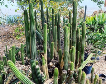 Vibrant Golden Torch Cactus - Echinopsis spachiana in XL and small cluster sizes