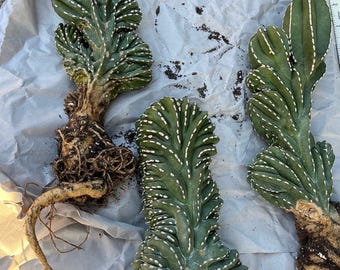 Crested Mexican Fence Post Cactus | Pachycereus marginatus cristata | Rare & Remarkable collector cactus