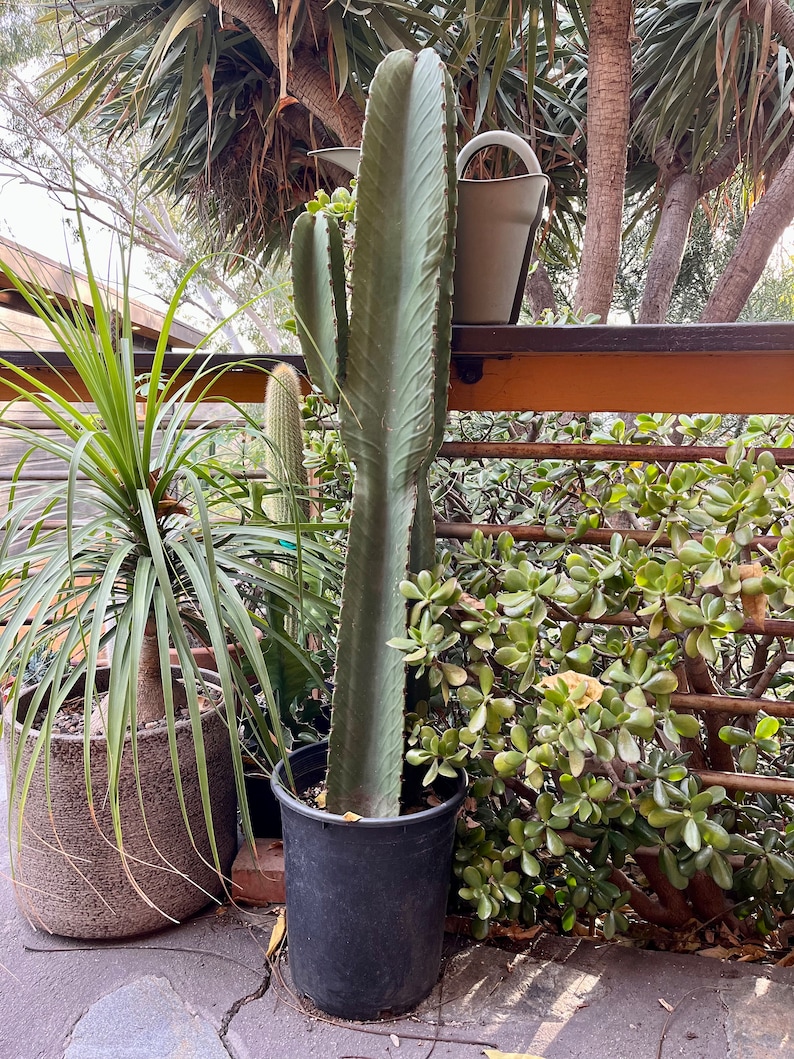 Candelabra Tree Euphorbia Ingens Cutting Several Sizes Succulent, cactus tree, house plant, gift, garden DIY image 4