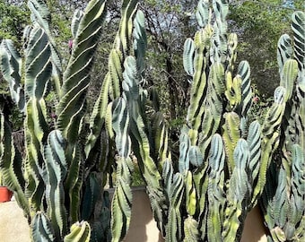 Cereus peruvianus ‘Spiralis’ – Rare Spiral Peruvian Apple Cactus Cuttings & Rooted Plants