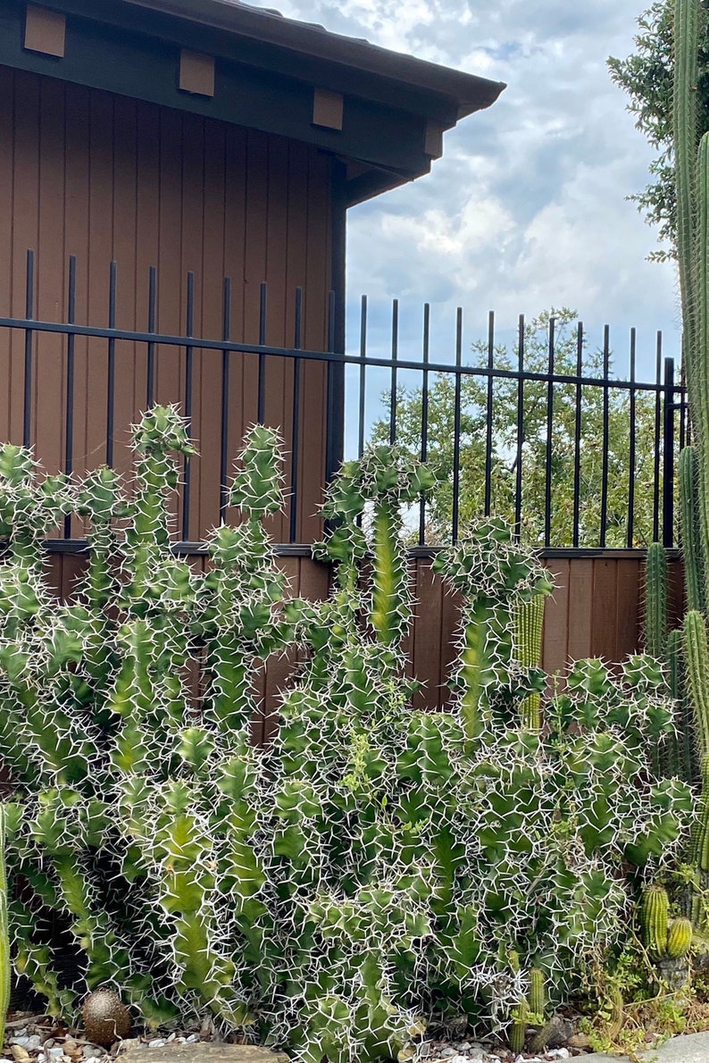 Cow’s Horn Cactus Euphorbia Grandicornis Rare Cutting - Etsy