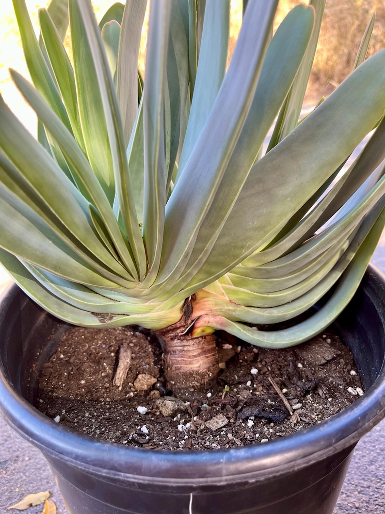 CactologyCactusCo Fan Aloe - Thumbnail 2