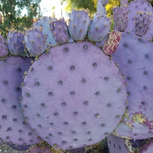 Santa Rita Opuntia or Violet Prickly Pear |Rooted Cactus Clusters & Cuttings