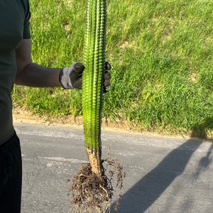 Indian Comb Cactus Large Single stem - Trichocereus brevispinulosus | Rare Live Columnar Cactus