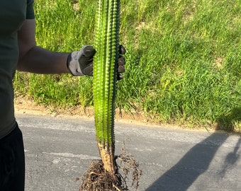 Indian Comb Cactus Large Single stem - Trichocereus brevispinulosus | Rare Live Columnar Cactus