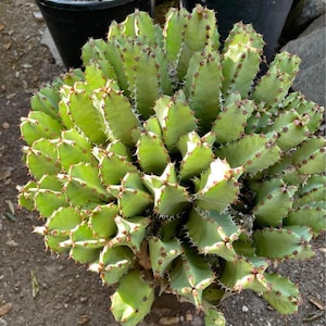 Huge Euphorbia Resinifera | Moroccan Mound/Resin Spurge | large Cactus-like Succulent ground cover | Garden Gift DIY