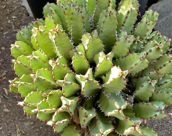 CactologyCactusCo - Etsy