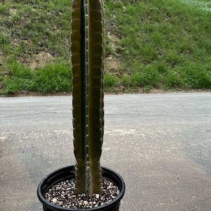 Rooted Cereus Peruvianus | Giant Peruvian Apple Cactus - live plant in variety of sizes