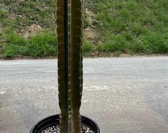 Rooted Cereus Peruvianus | Giant Peruvian Apple Cactus - live plant in variety of sizes