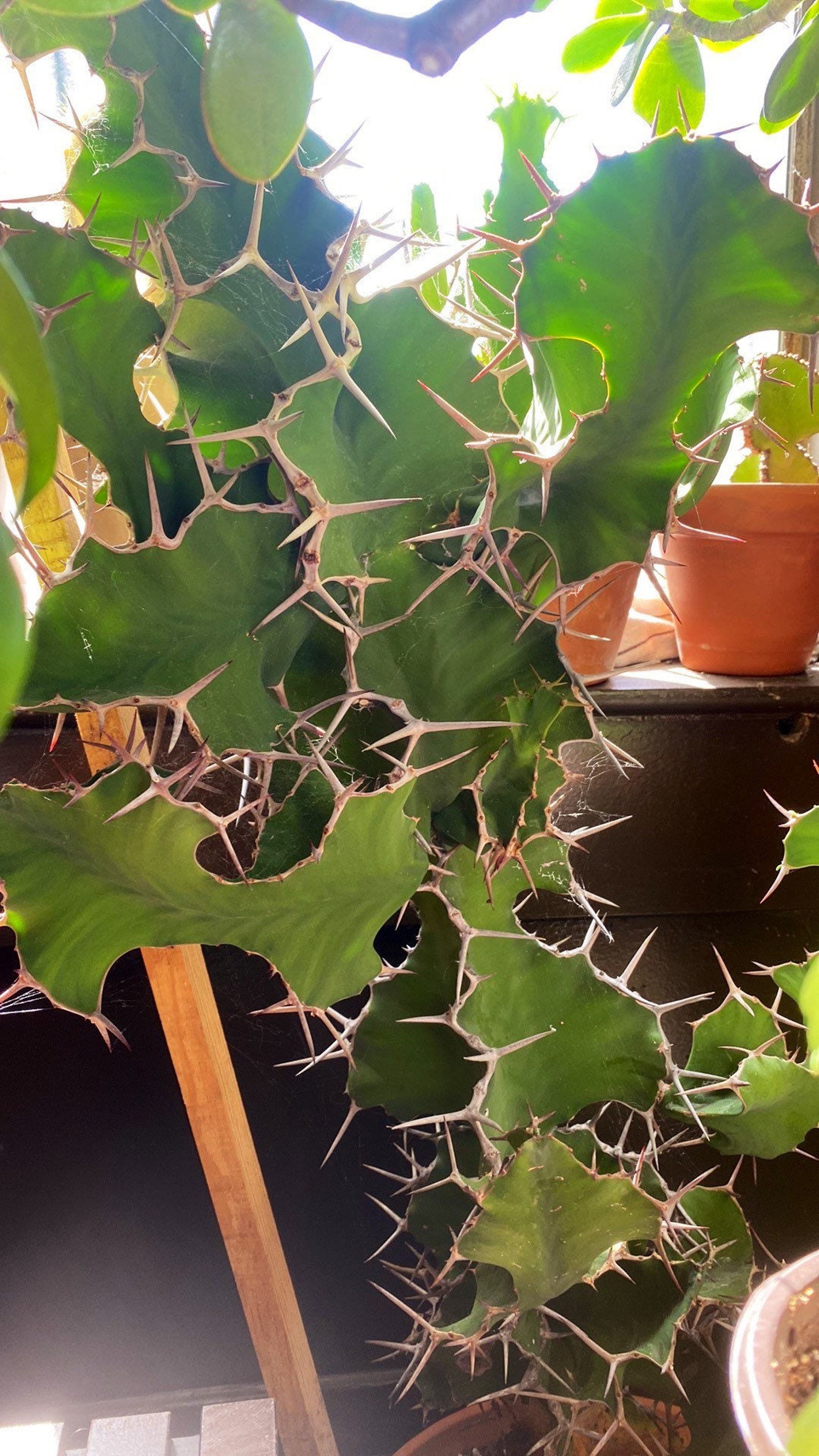 Cow’s Horn Cactus Euphorbia Grandicornis Rare Cutting - Etsy
