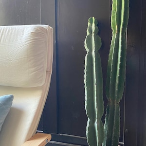 1ft-4ft Cereus Peruvianus | Giant Peruvian Apple Cactus Cuttings