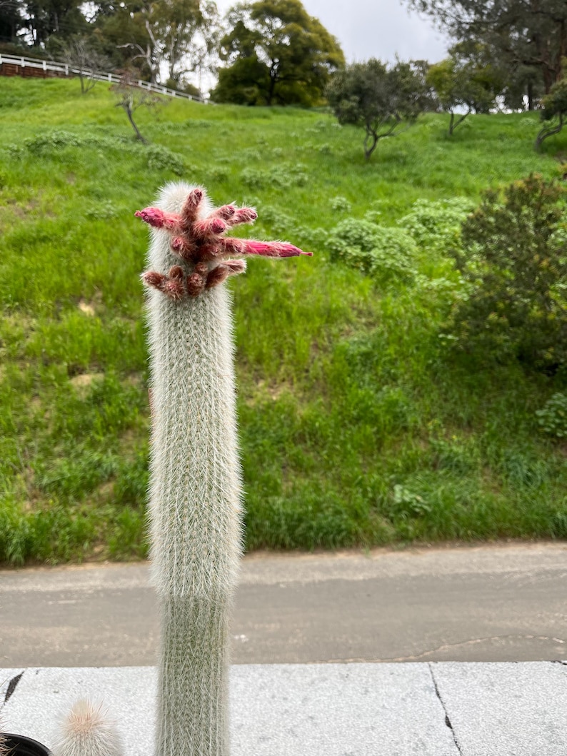 Silver Torch Cactus - Thumbnail 4