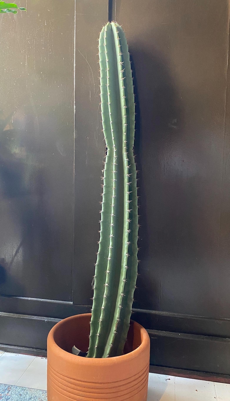 CactologyCactusCo Cereus peruvianus Cactus - Thumbnail 3