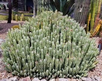 Huge Euphorbia Resinifera | Moroccan Mound/Resin Spurge | large Cactus-like Succulent ground cover