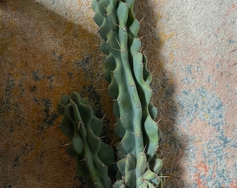 Monstrose Cereus Peruvianus | Peruvian Apple Cactus Cuttings