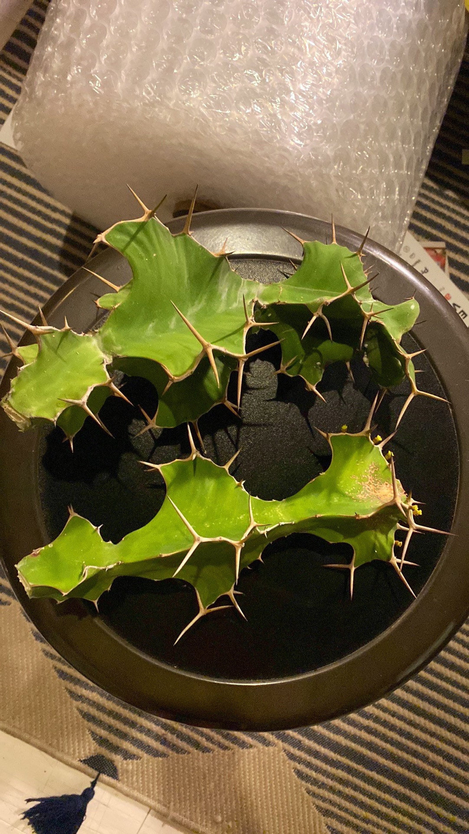 Cow’s Horn Cactus Euphorbia Grandicornis Rare Cutting - Etsy