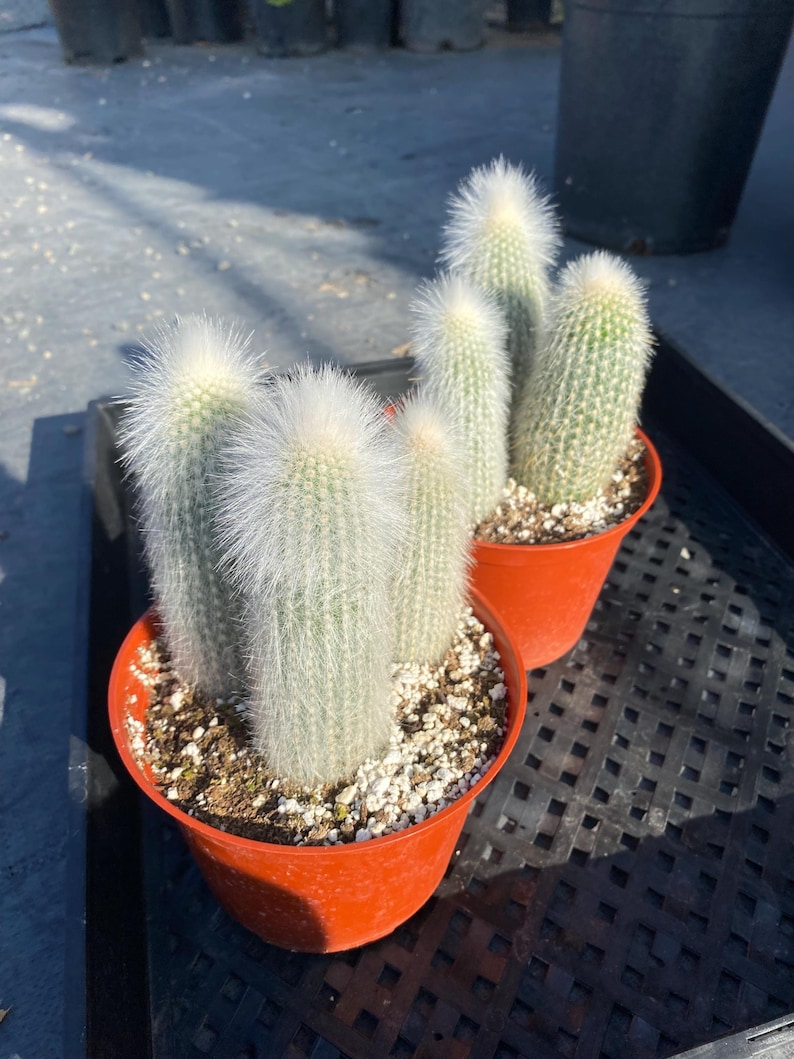 Silver Torch Cactus - Thumbnail 3