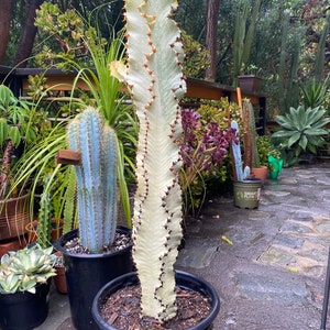 Perfect Euphorbia Ammak Variegated Cactus | Rooted live plant