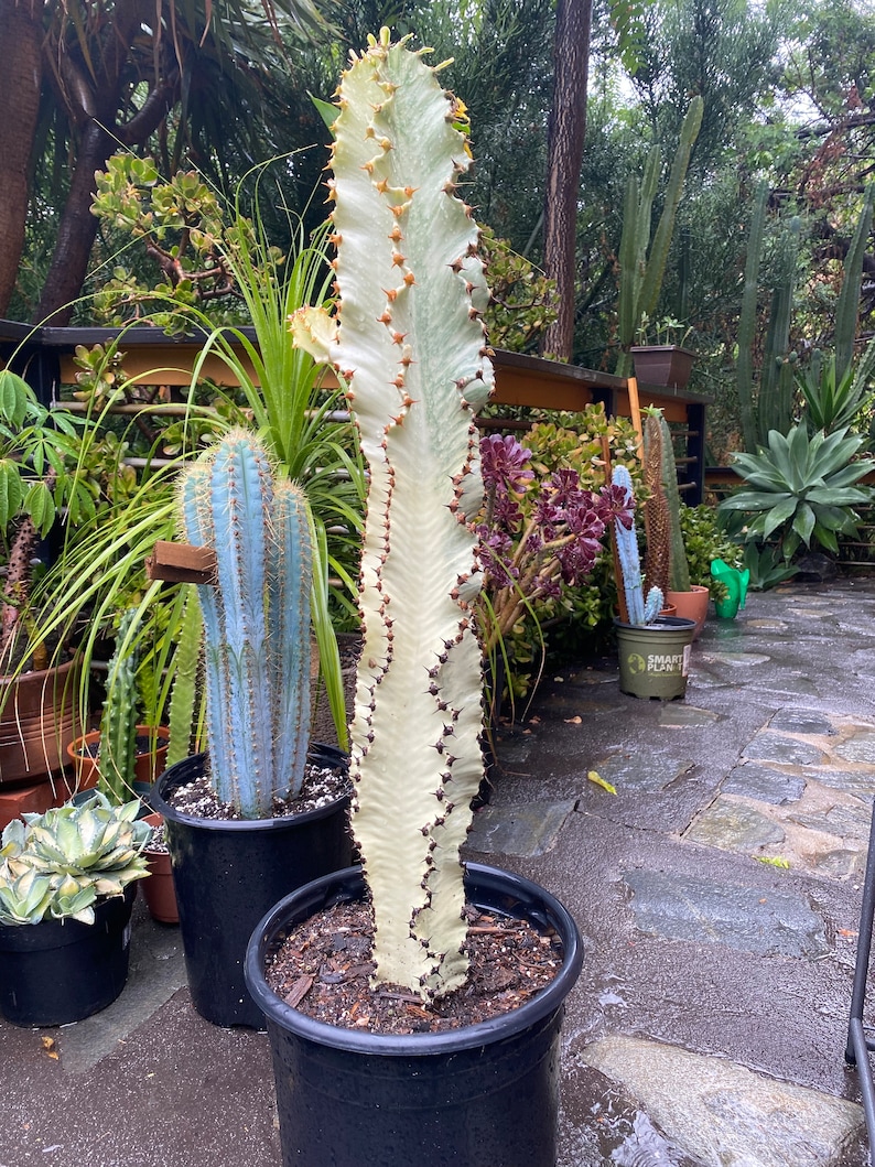 CactologyCactusCo Euphorbia Ammak Cactus - Thumbnail 3
