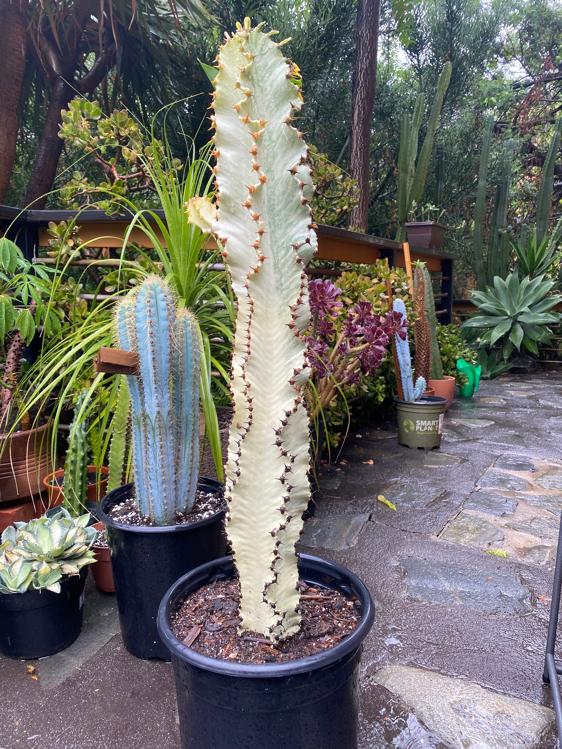Variegated Euphorbia Ammak Cactus: Rooted Live Plant - Etsy