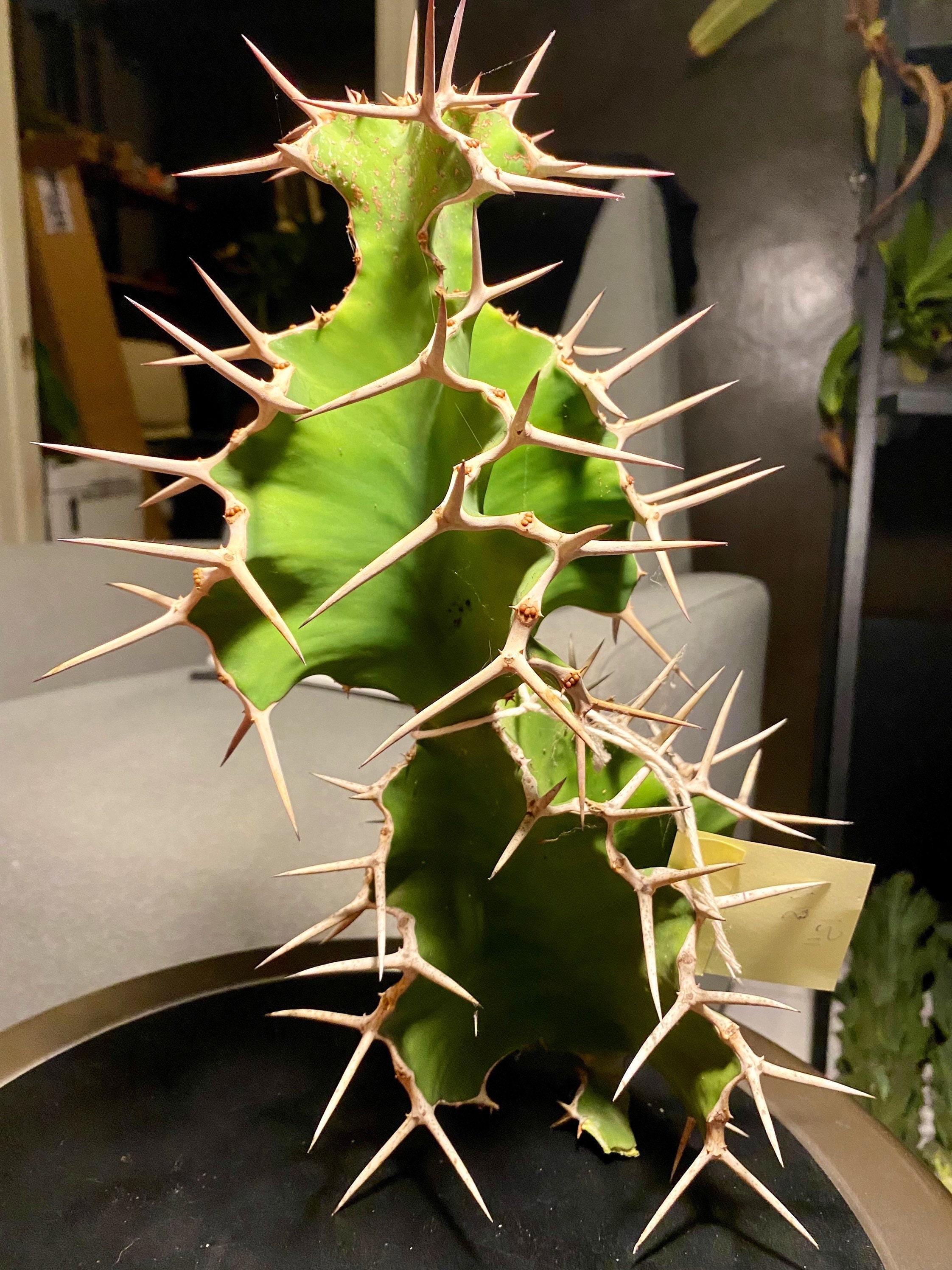Cow’s Horn Cactus Euphorbia Grandicornis Rare Cutting - Etsy
