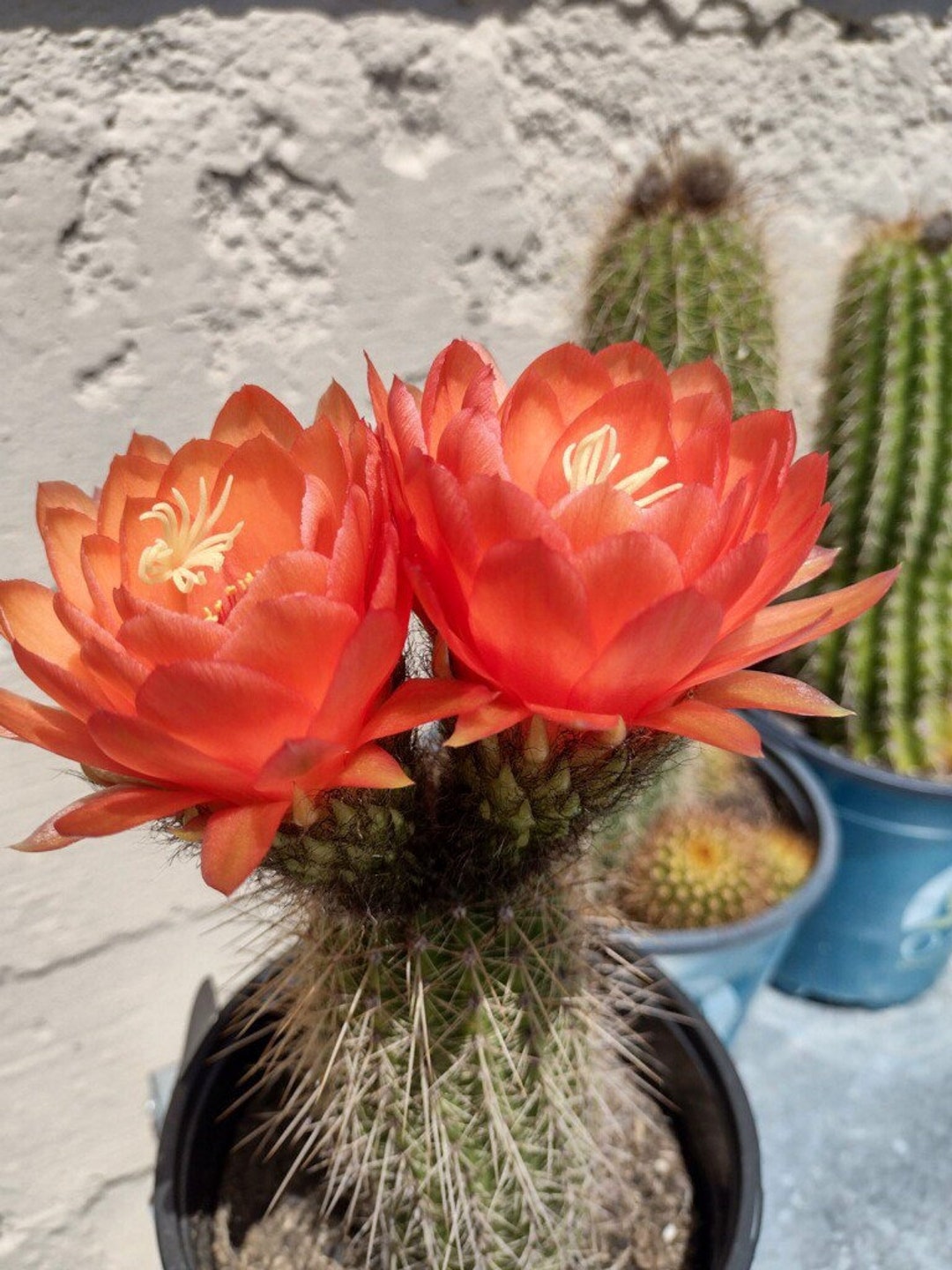 Stunning Trumpet Flower Cactus Tricholobivia Hyb. Etsy