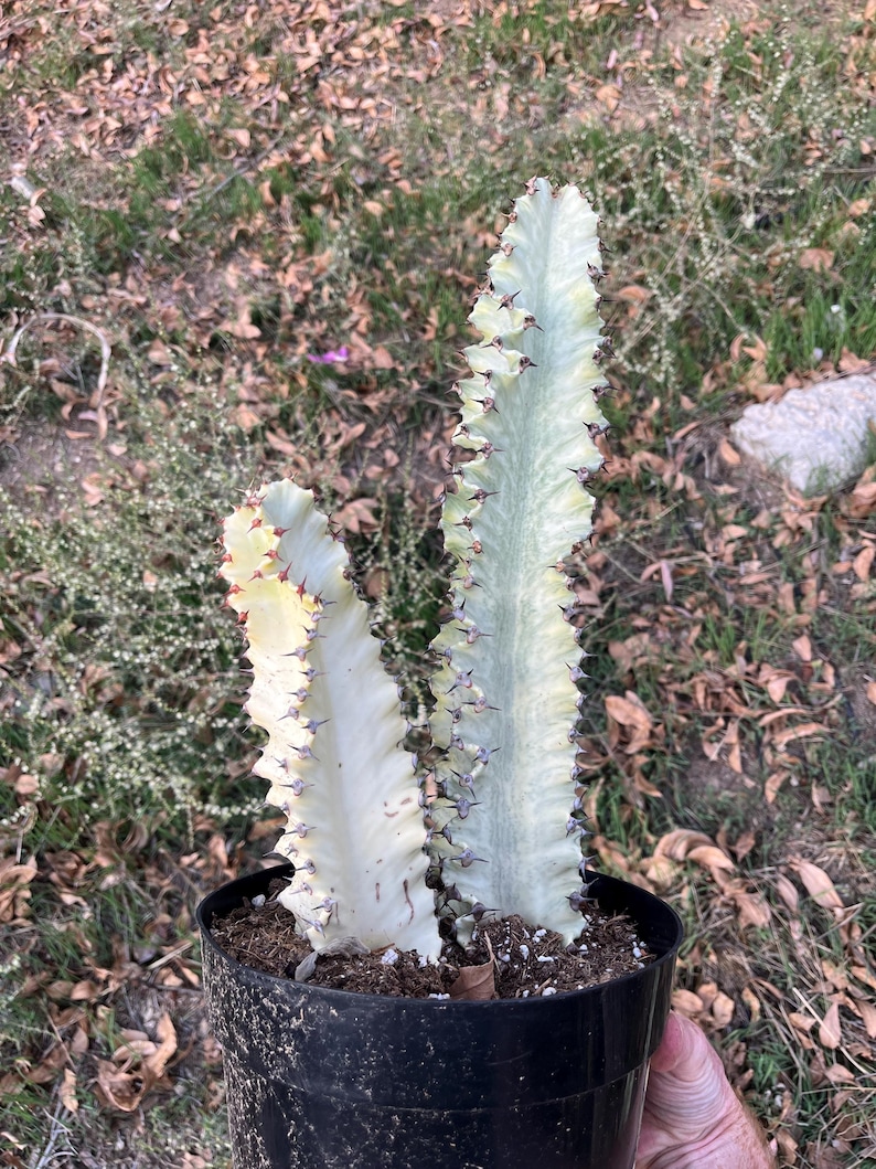 CactologyCactusCo Euphorbia Ammak Cactus - Thumbnail 4