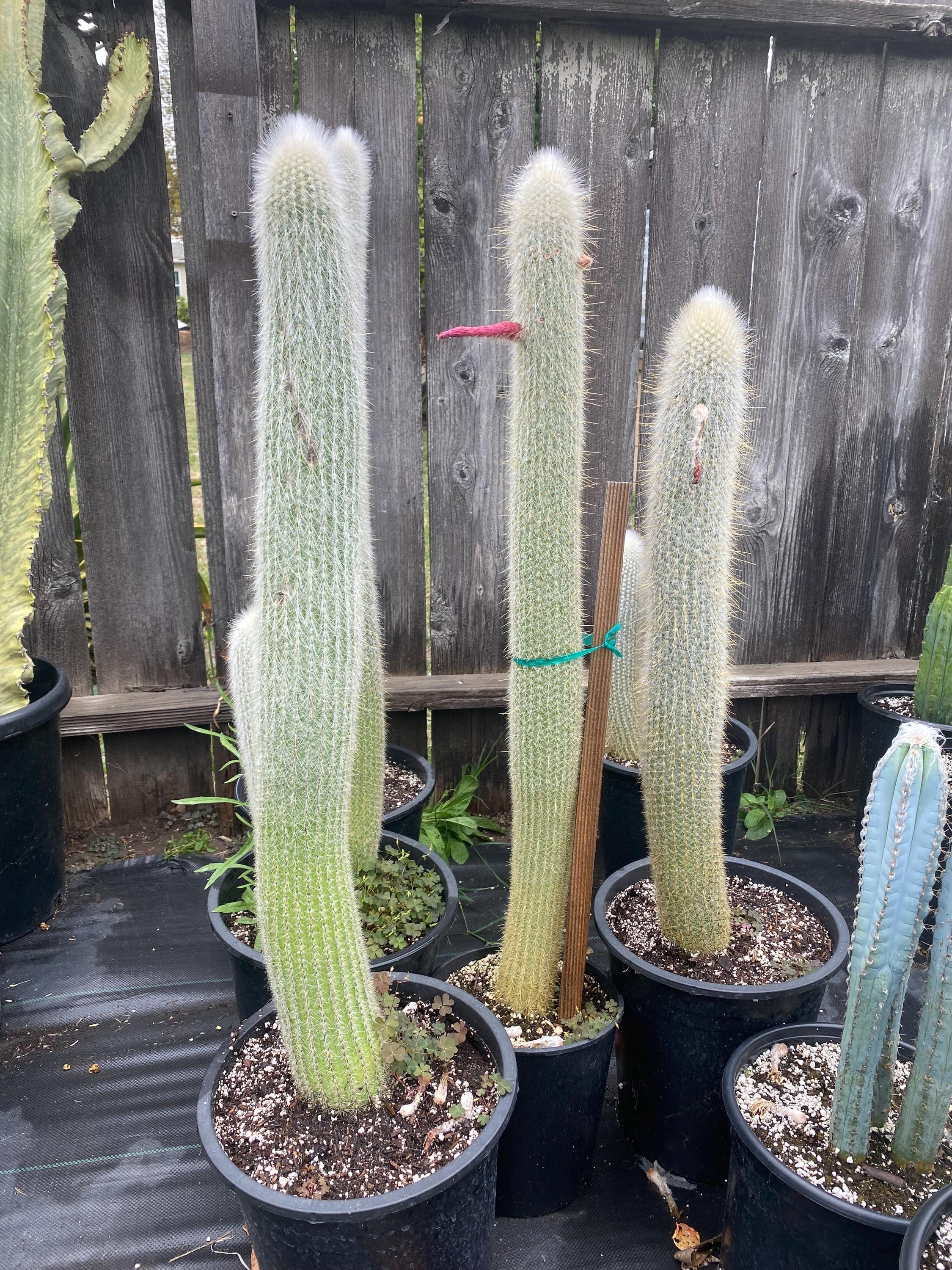 Silver Torch Cactus (cleistocactus Strausii): Hairy Fuzzy Live Plant - Etsy