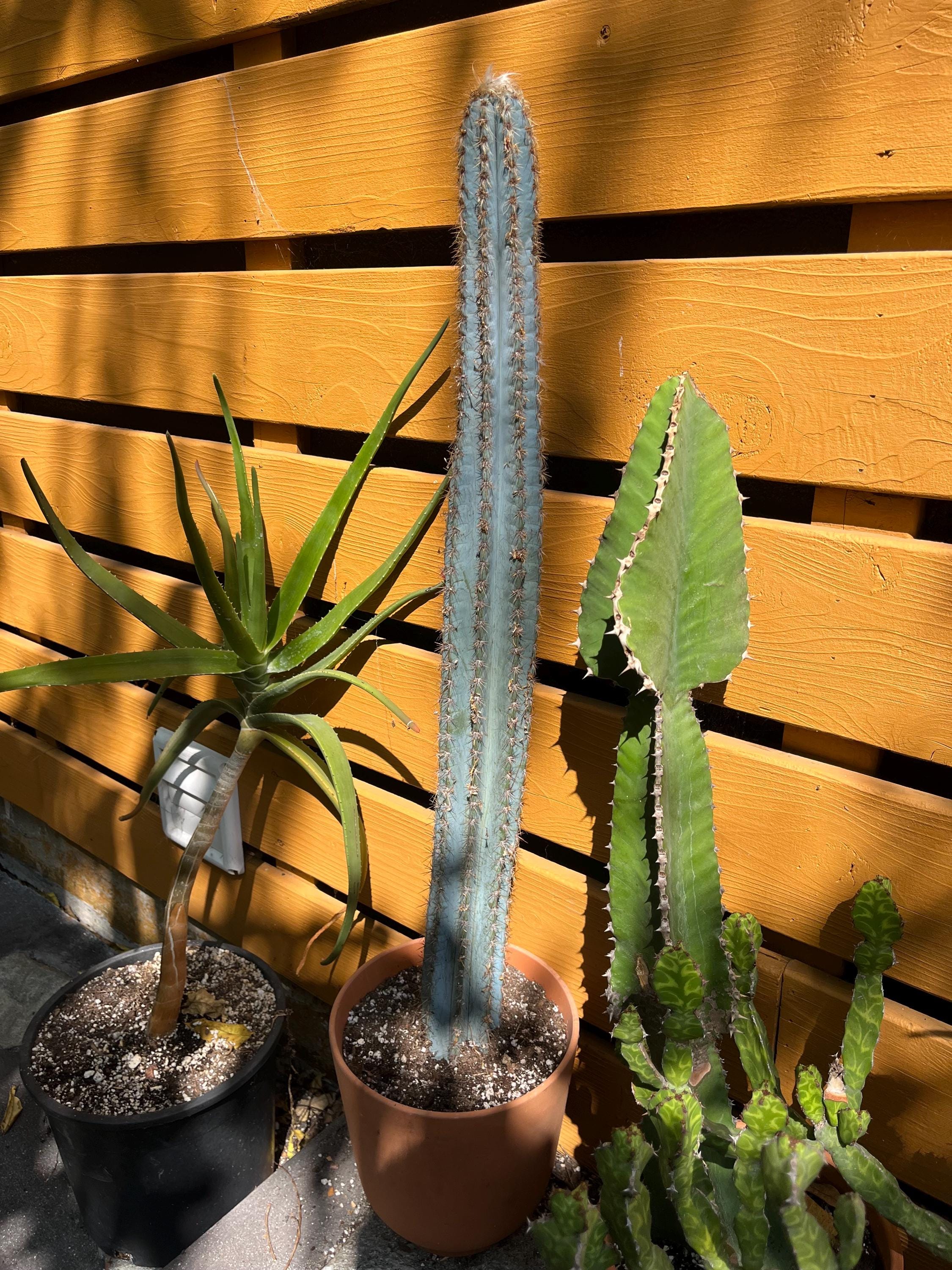 アガベ Blue cactus WhatsApp_Image_2024-06-