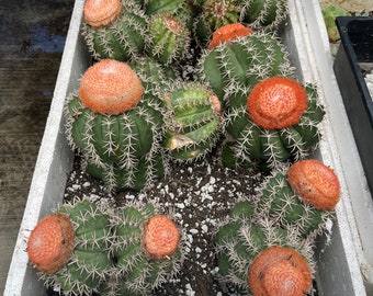 Mature Melocactus matanzanus | Turk’s Cap Cactus with large Cephalium