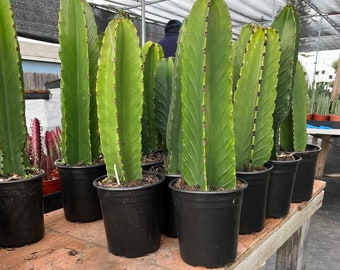 Rooted Candelabra Trees (Euphorbia ingens) - 20 to 24 inches