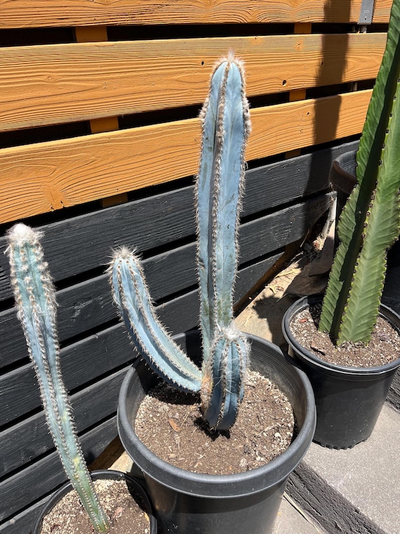 Vivid Blue Torch Cactus: Brazilian Pilosocereus Azureus Live Plant