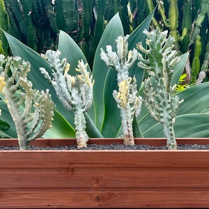 May include: Six white and green cactus plants in a brown wooden planter box. The plants are arranged in a row and are all about the same size. The planter box is sitting on a concrete surface.