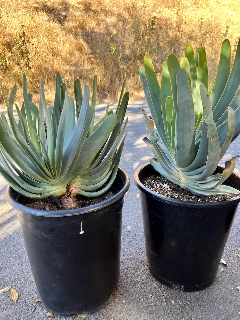 CactologyCactusCo Fan Aloe